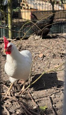 2 legkippen incl. hok