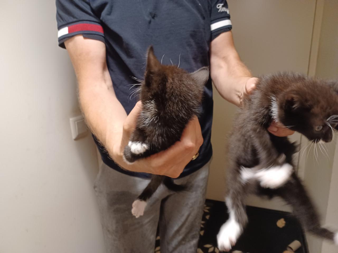 Kittens