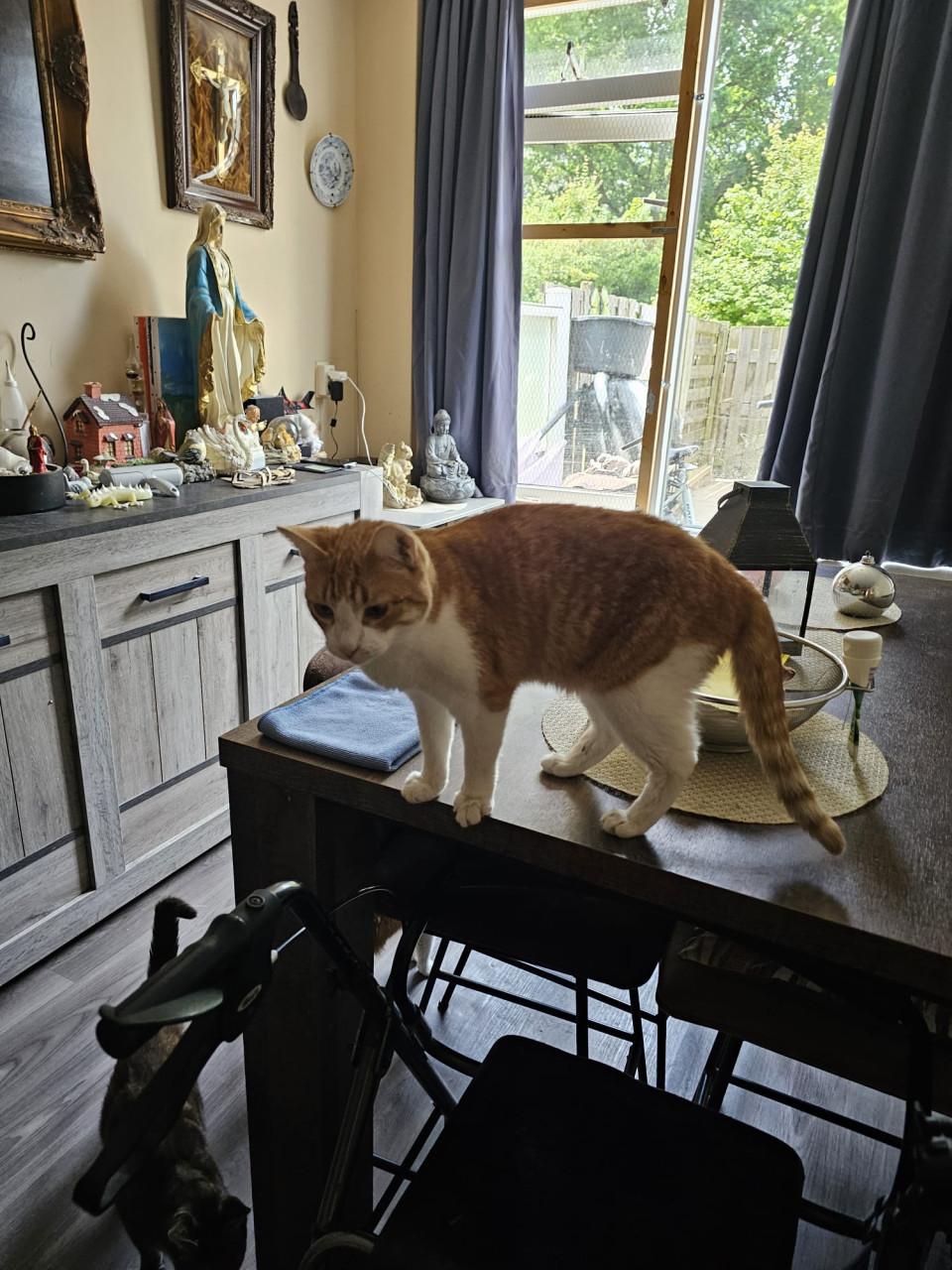 Herplaats katten