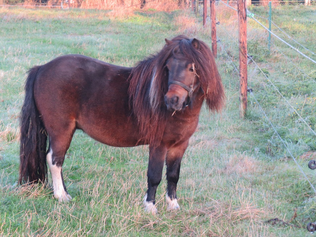 Shetlander