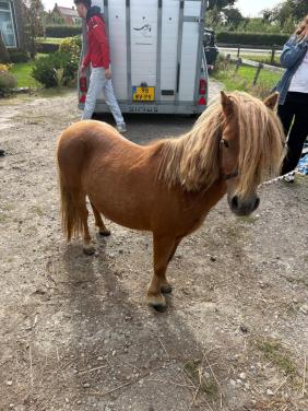 Te koop Shetland merrie