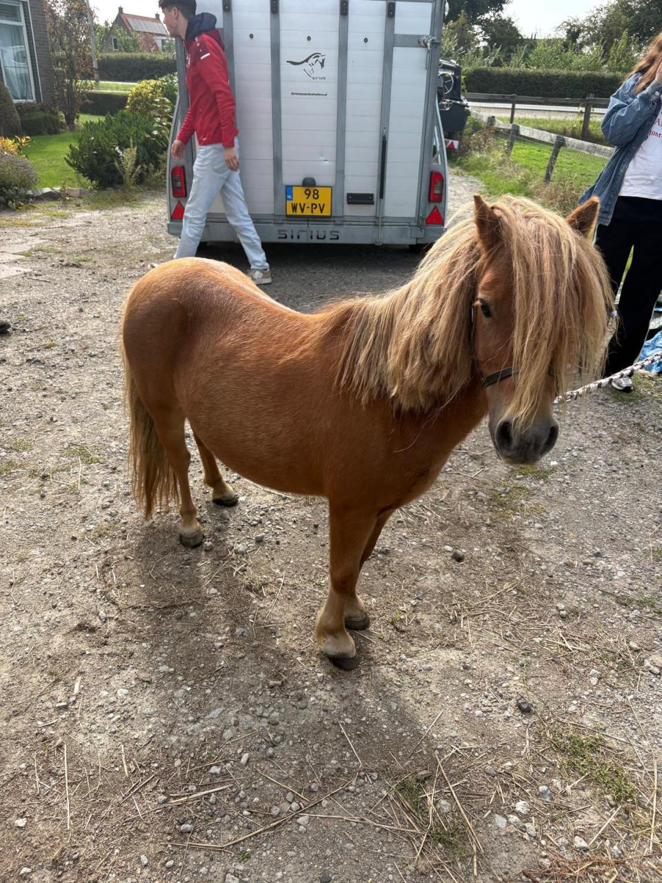 Te koop Shetland merrie