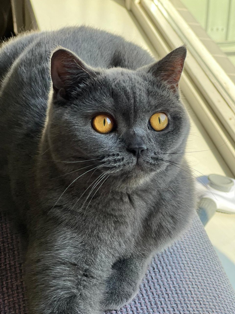 Lieve British Shorthair Colorpoint kitten zoekt een warm thuis