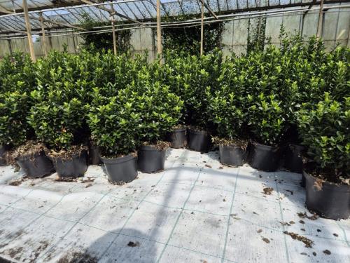 Euonymus japonicus 'Green Spire' groenblijvende haagplant