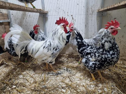 Broedeieren Bonte leghorns