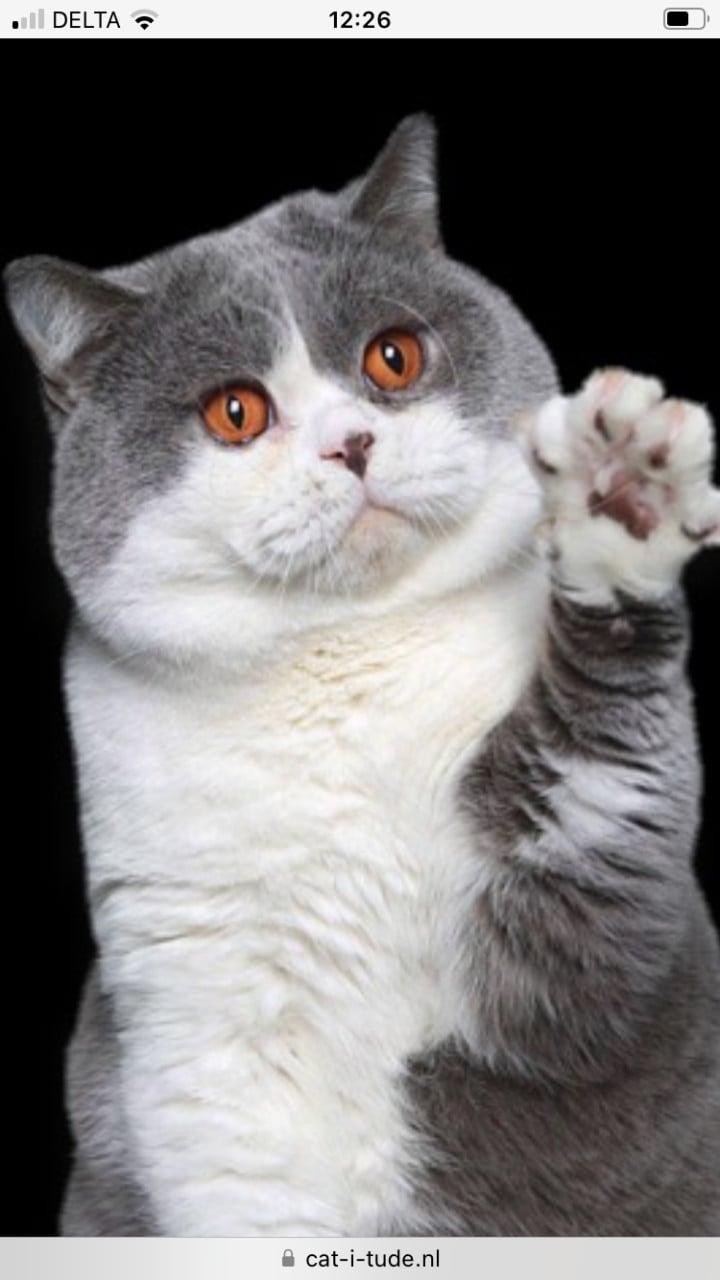 Brits Korthaar kittens