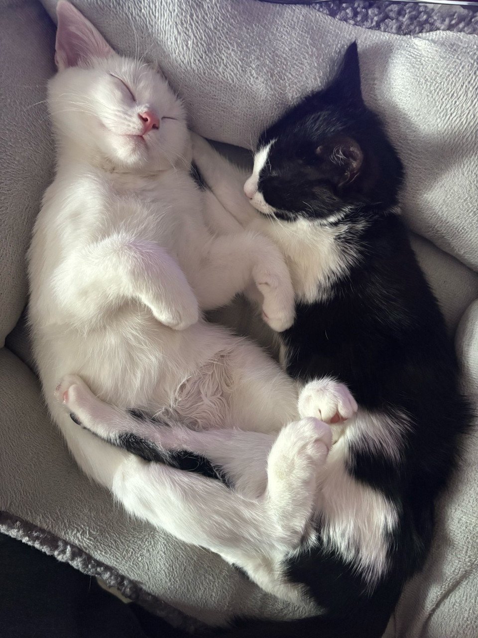 Kittens