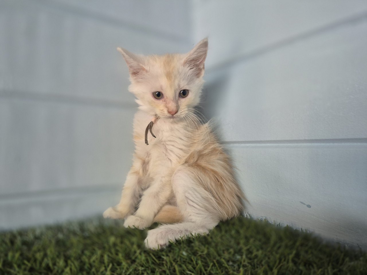 Maine coon kittens polydactyl
