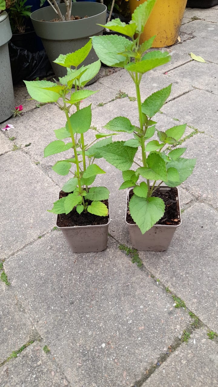 Dropplant