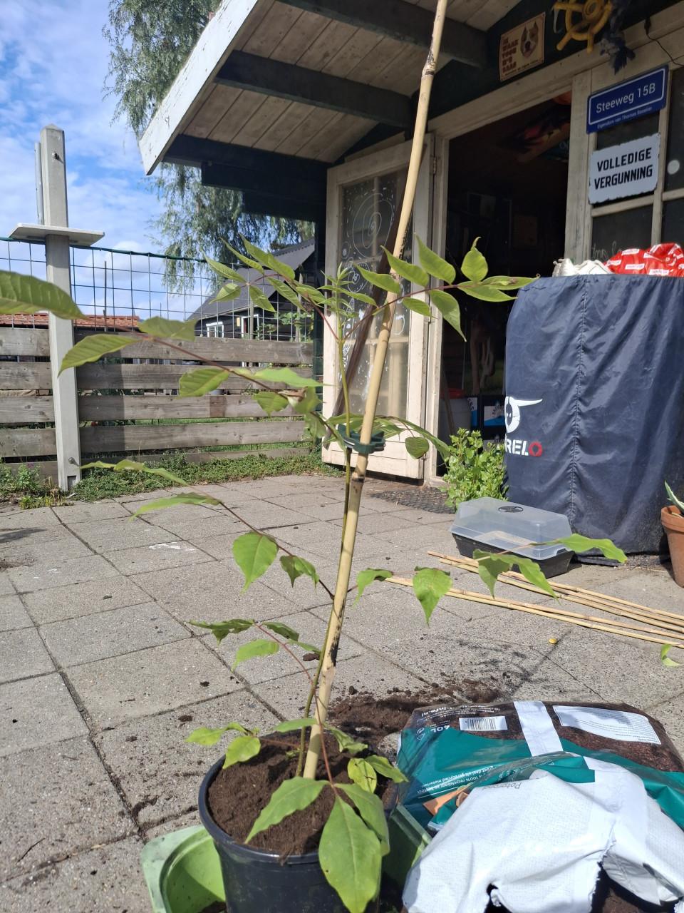 Bijenboom