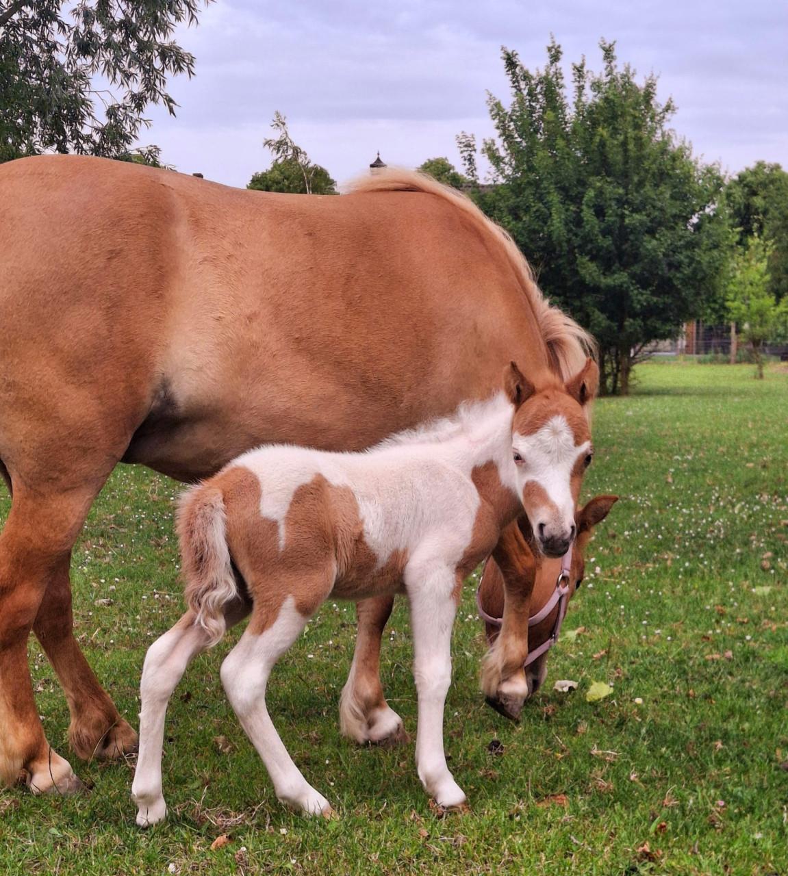 Mini paardje