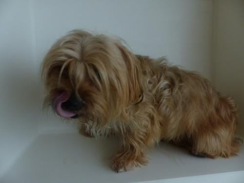 Reutje 1 jaar oud Yorkshire Terrier mix super gezond en leuk