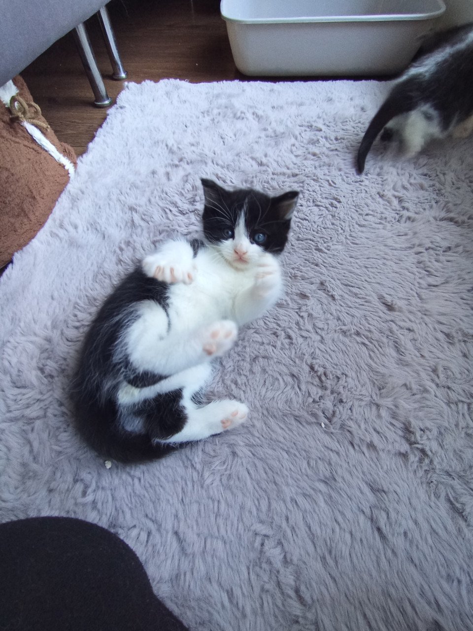 Kitten vrouwtje