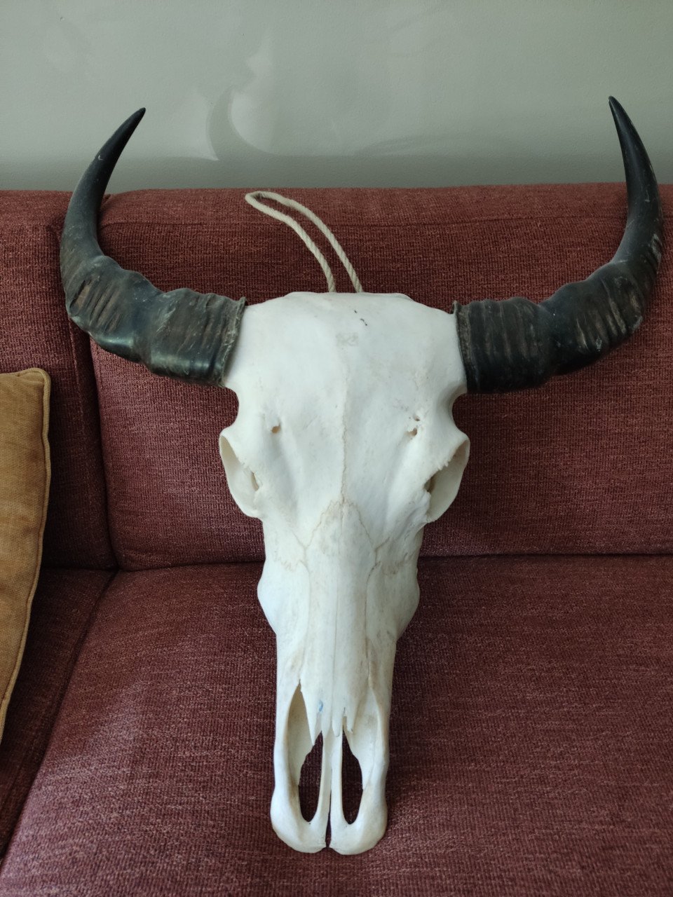 Echte Afrikaanse buffel schedel