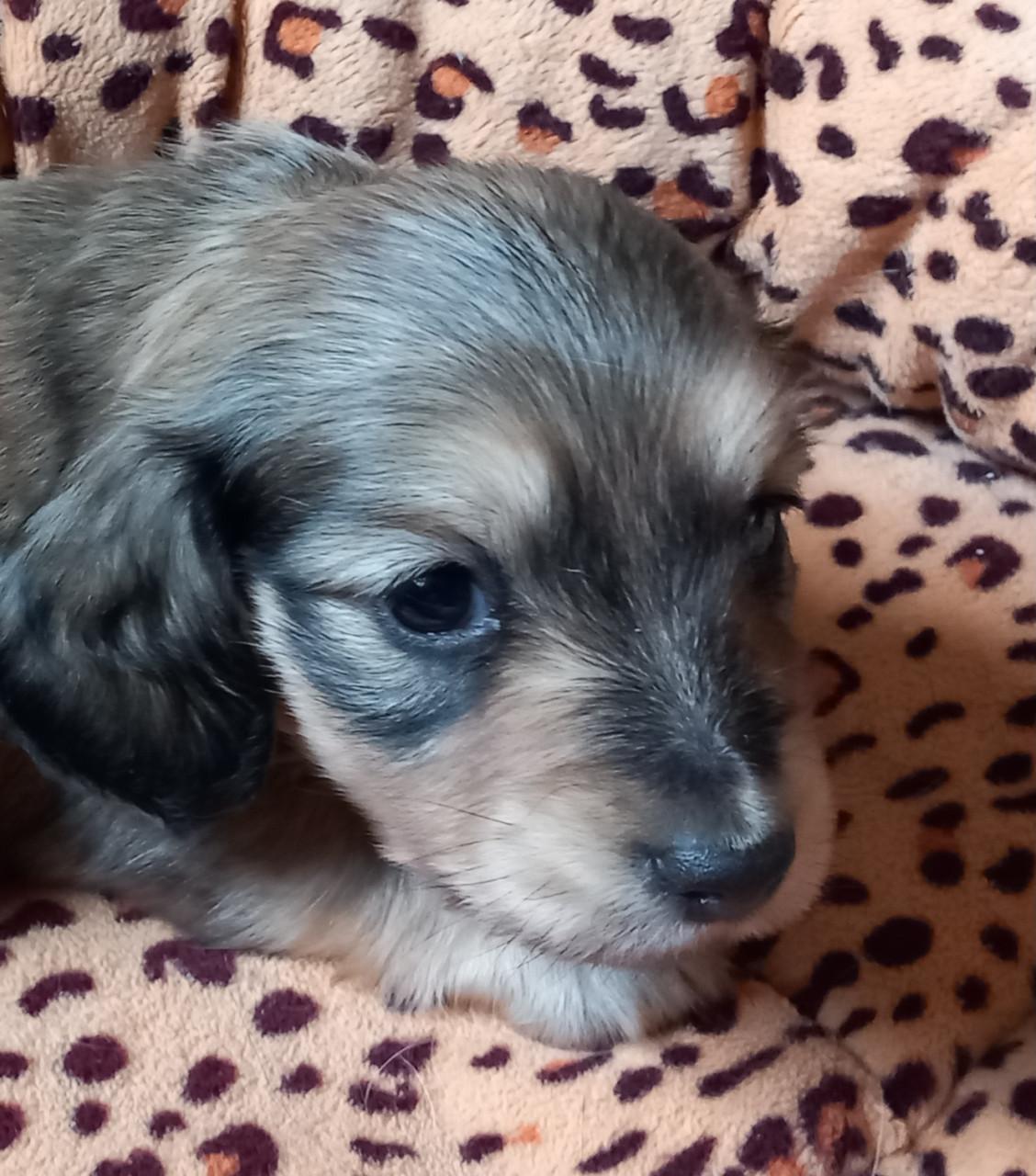 Teckelpuppies langharige