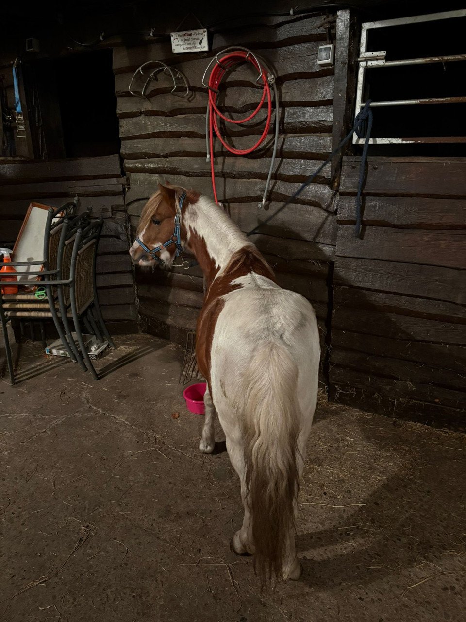 Te koop kinder pony