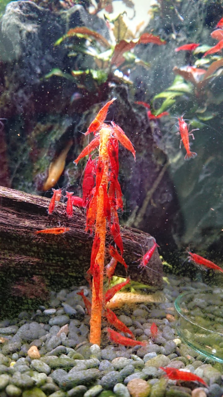 High grade Bloody Mary Neocaridina garnalen