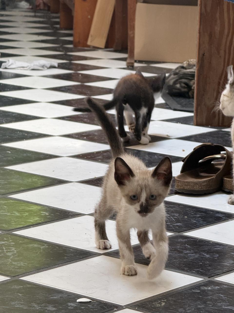 Kittens