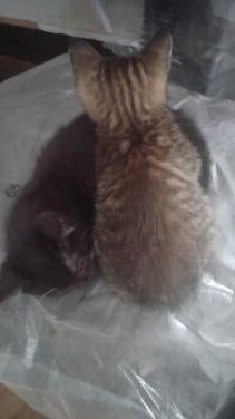 Kittens