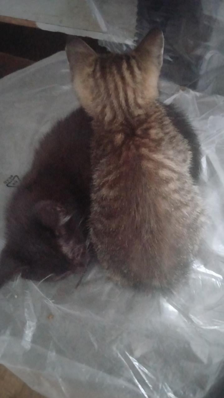 Kittens