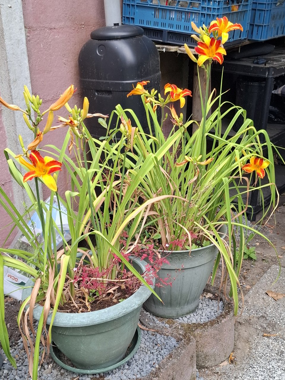 Sierlelies in pot, GRATIS!