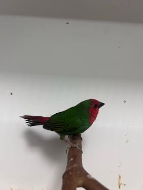 Roodkop papegaai amadines