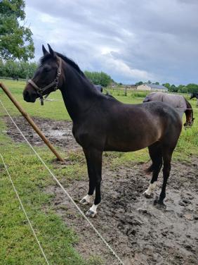 Gevraagd verzorgster met ervaring voor 2,5 jr KWPN merrie in Heinkenszand!