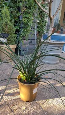 Sansevieria bacularis 'Mikado'