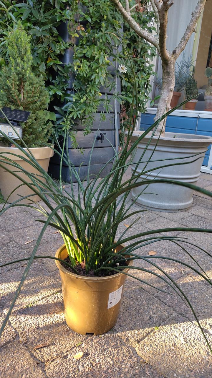 Sansevieria bacularis 'Mikado'