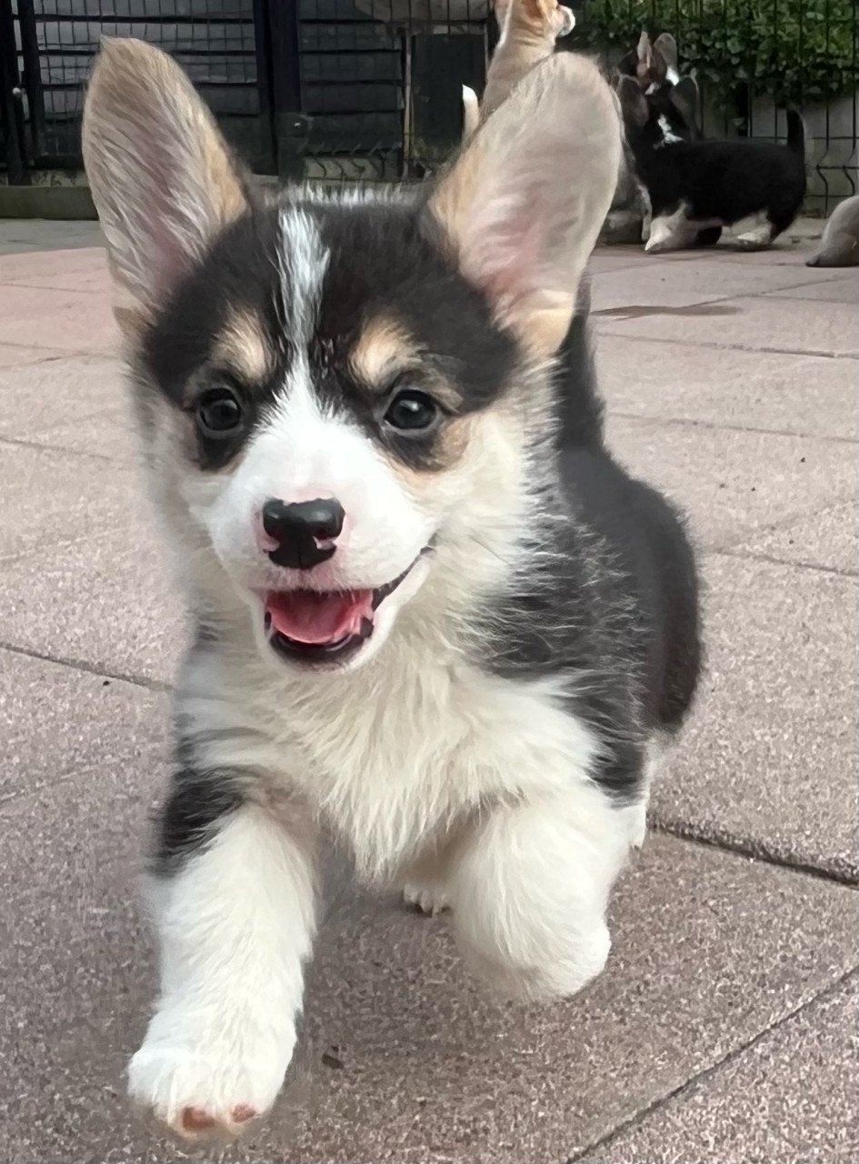 Welsh corgi pembroke puppies