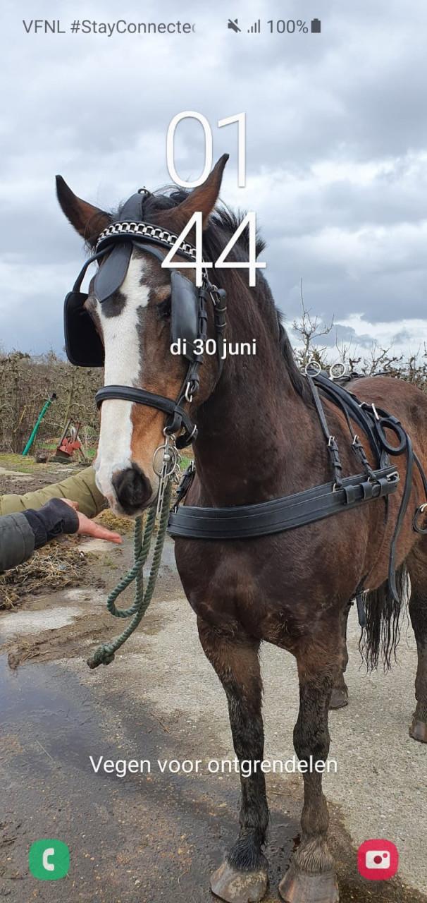 Te huur gevraagd net spoed stal