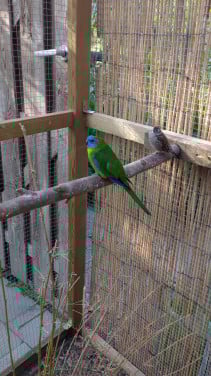 Turquoisine parkiet (man)