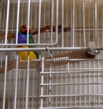 Gouldamadines