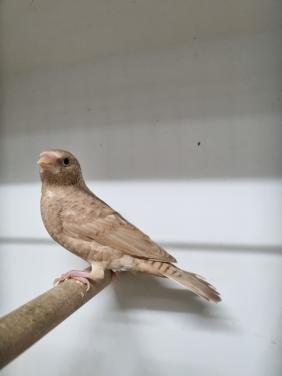 Bandvinken en gouldamadine