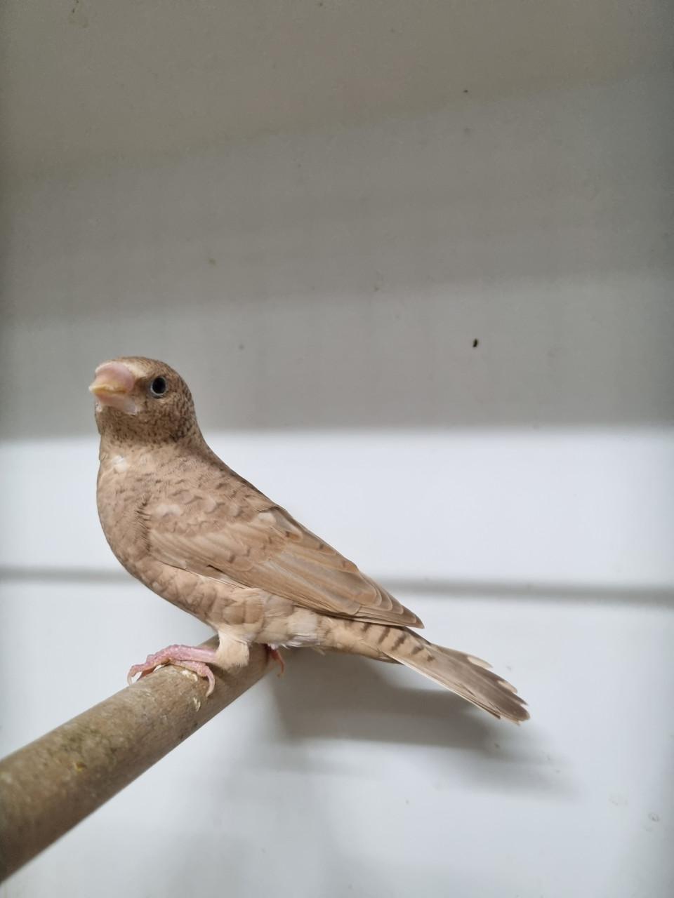 Bandvinken en gouldamadine