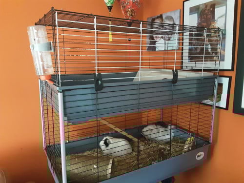 Gratis 2 cavia's