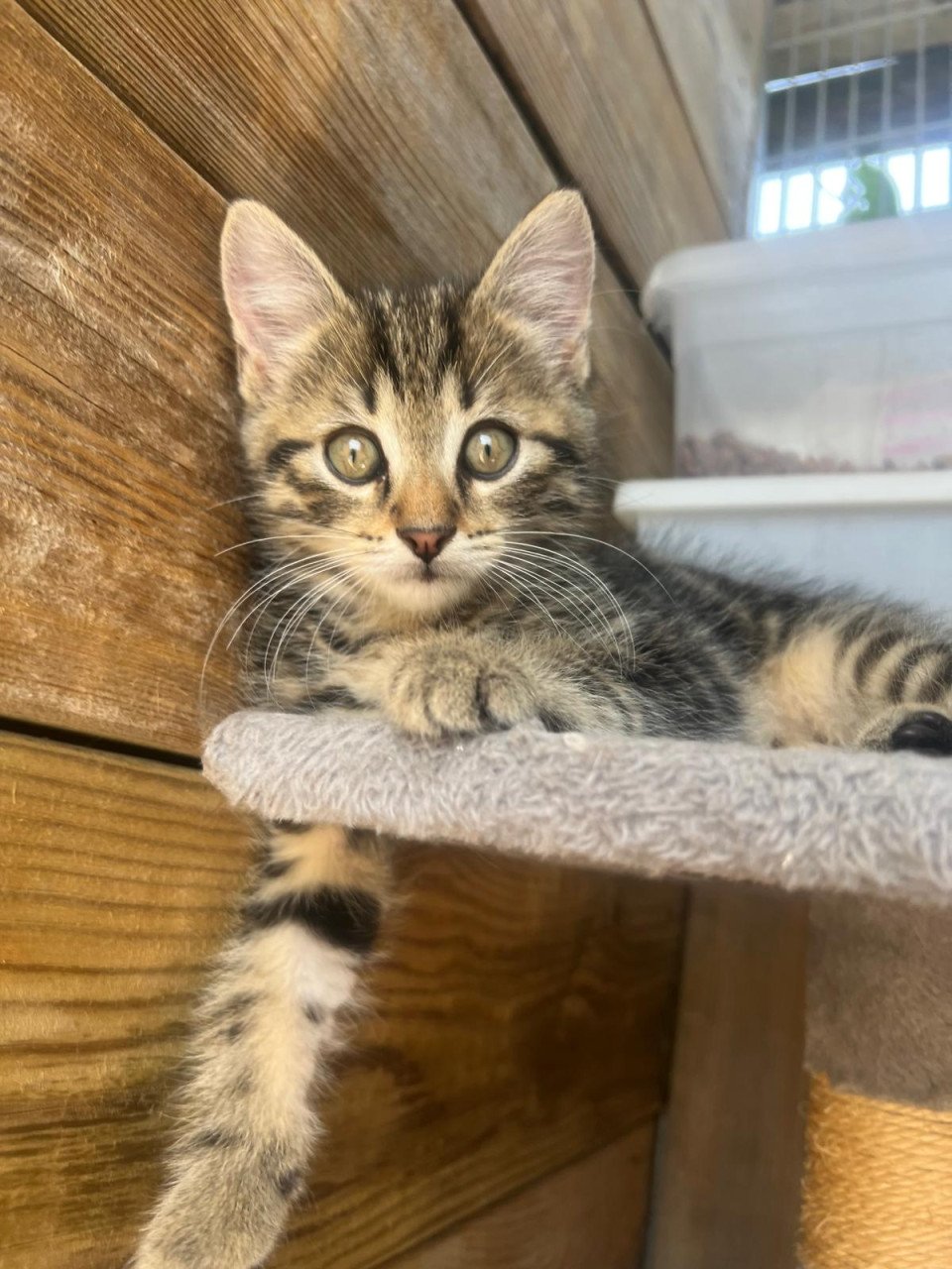 Siberische bos kat kittens
