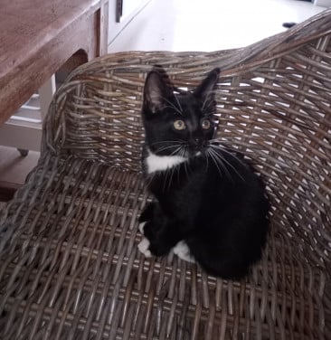 2 prachtige kittens