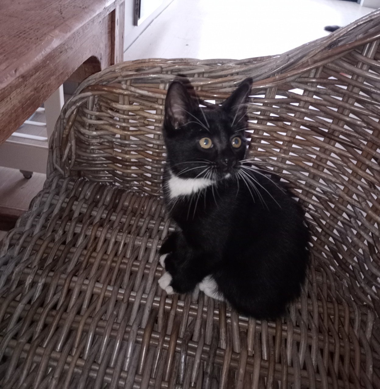2 prachtige kittens