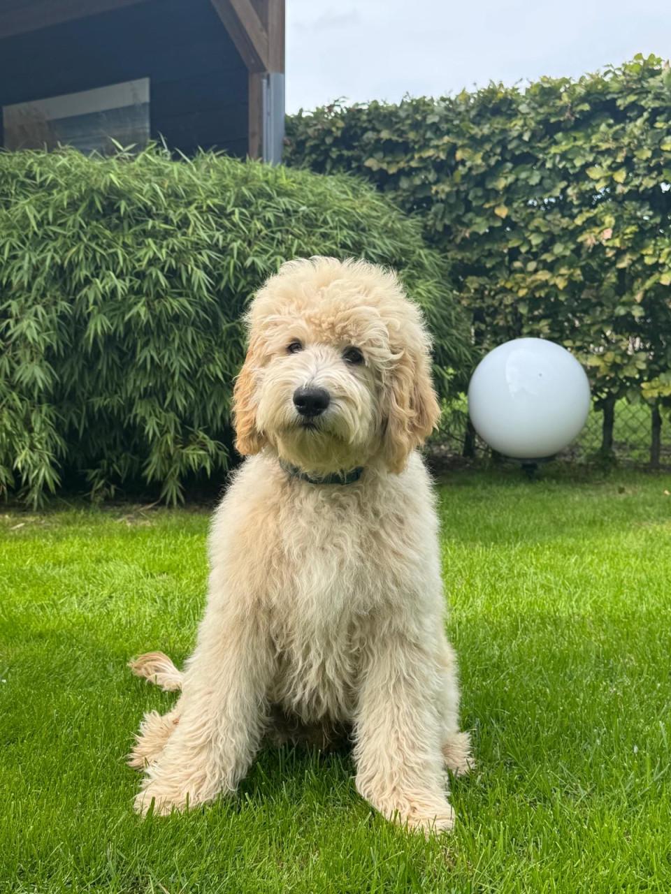 Labradoodle pups (standaard maat)
