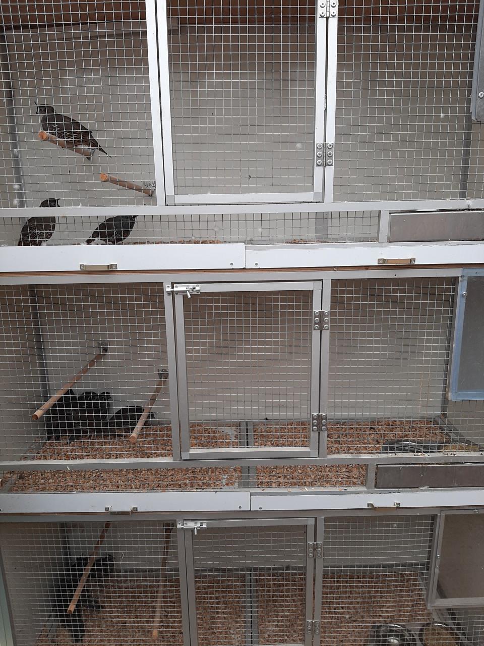 Californische kuifkwartel hanen