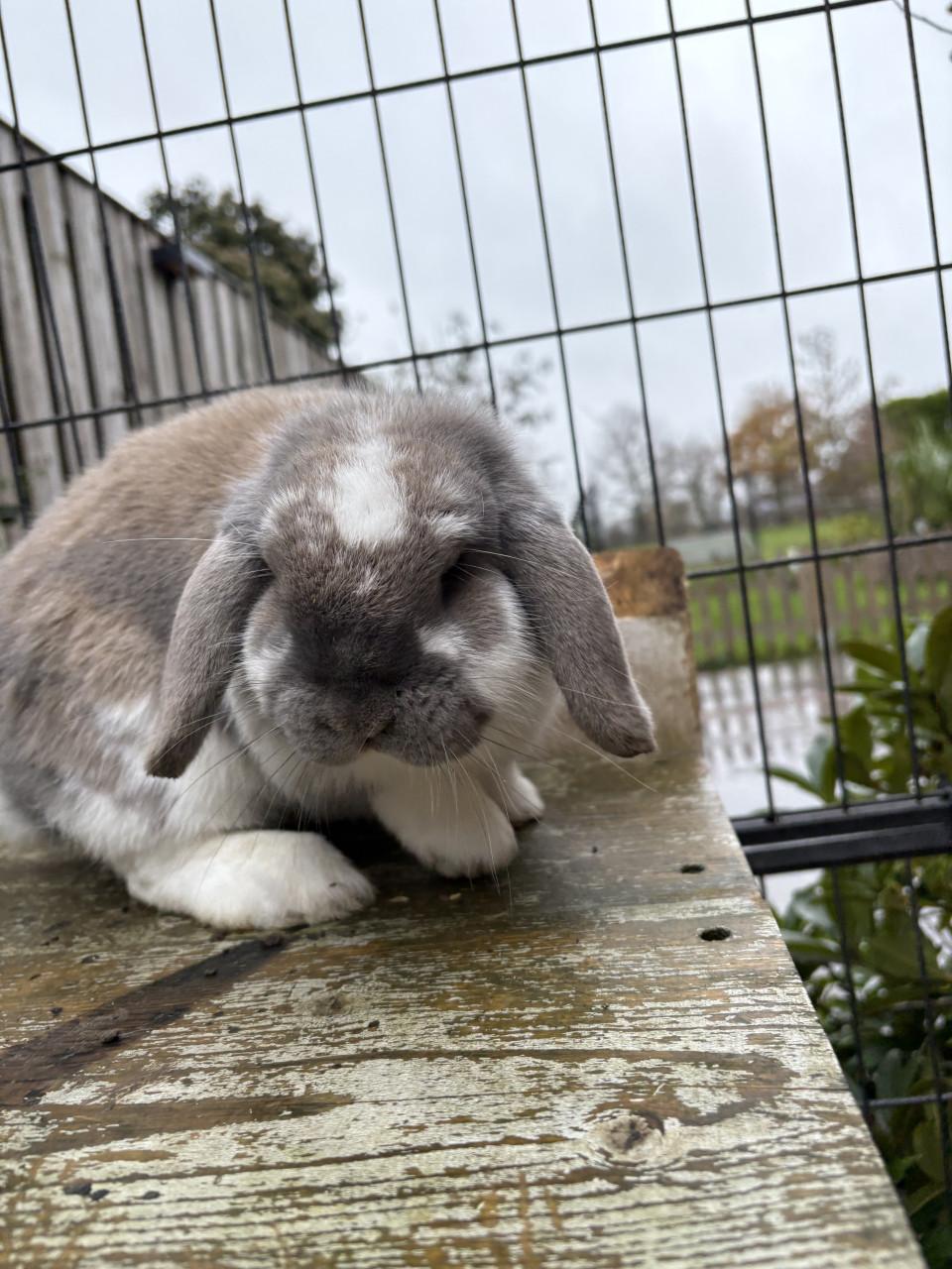 Lief geholpen koppeltje dwergkonijnen incl hok en toebehoren