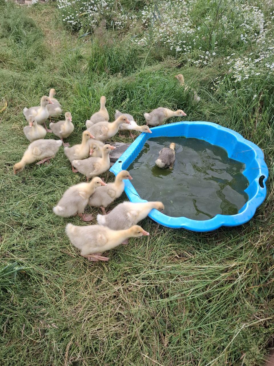 Jonge gansjes, 3 weken oud