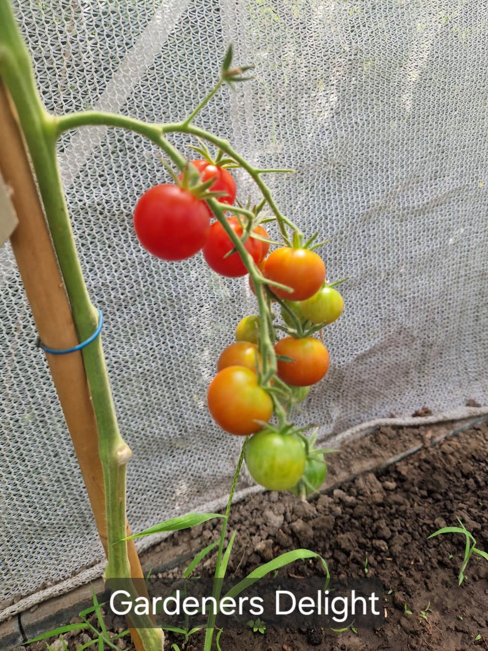 Zaden van allerlei onbespoten tomaten