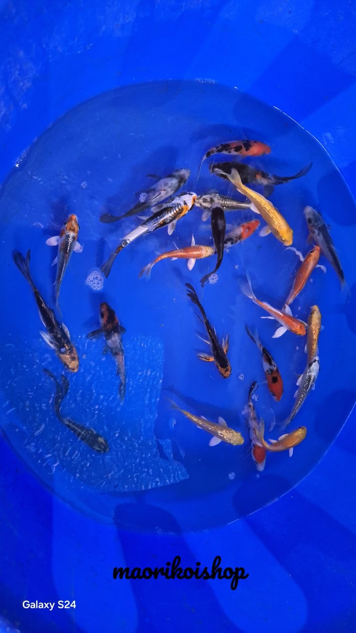 Butterflykoi