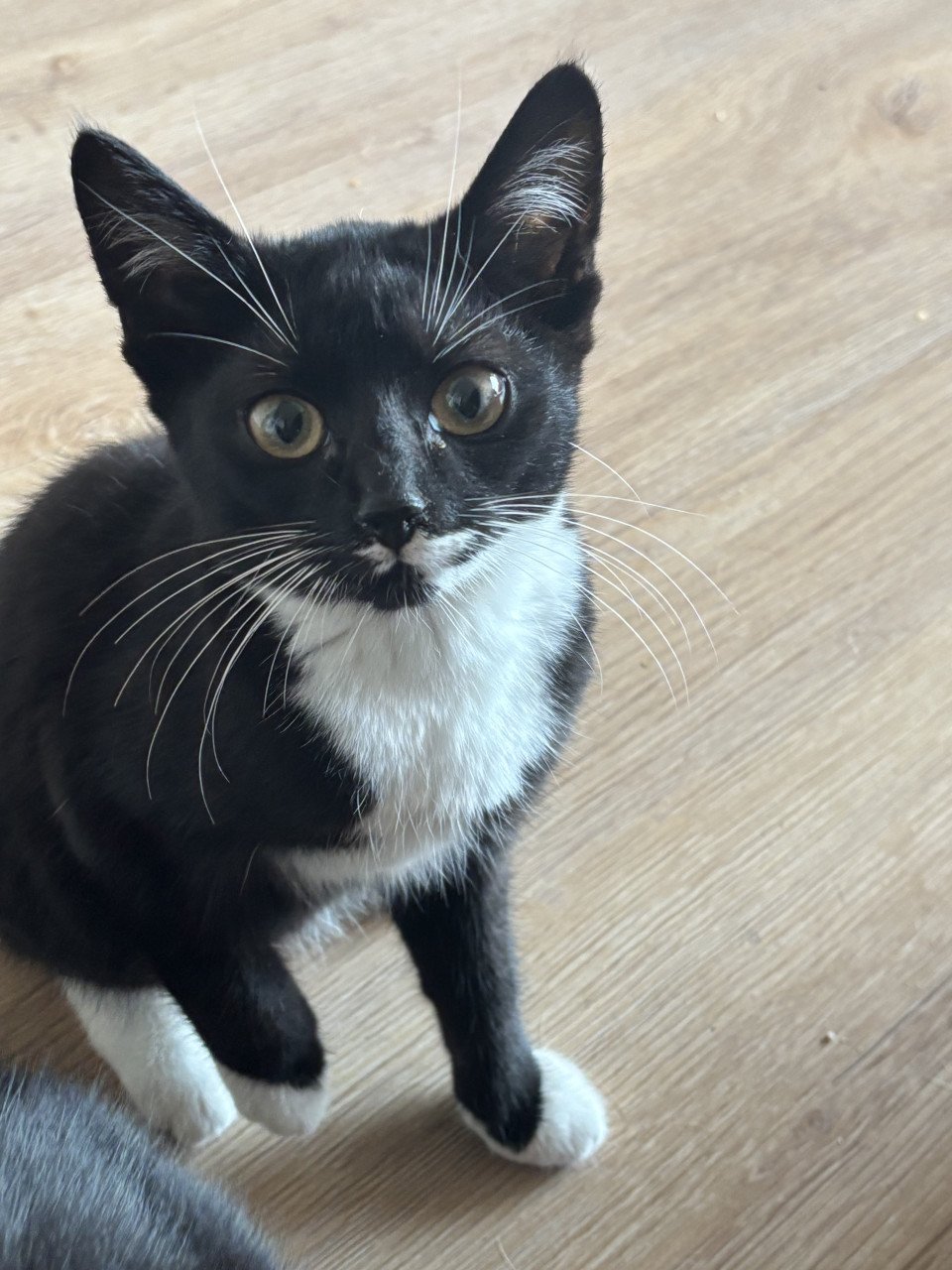 Lieve kittens