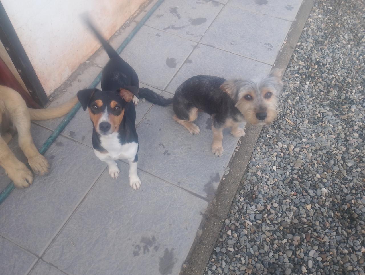 Alora Dog Rescue: Donny, deze lieverd zoekt een baasje