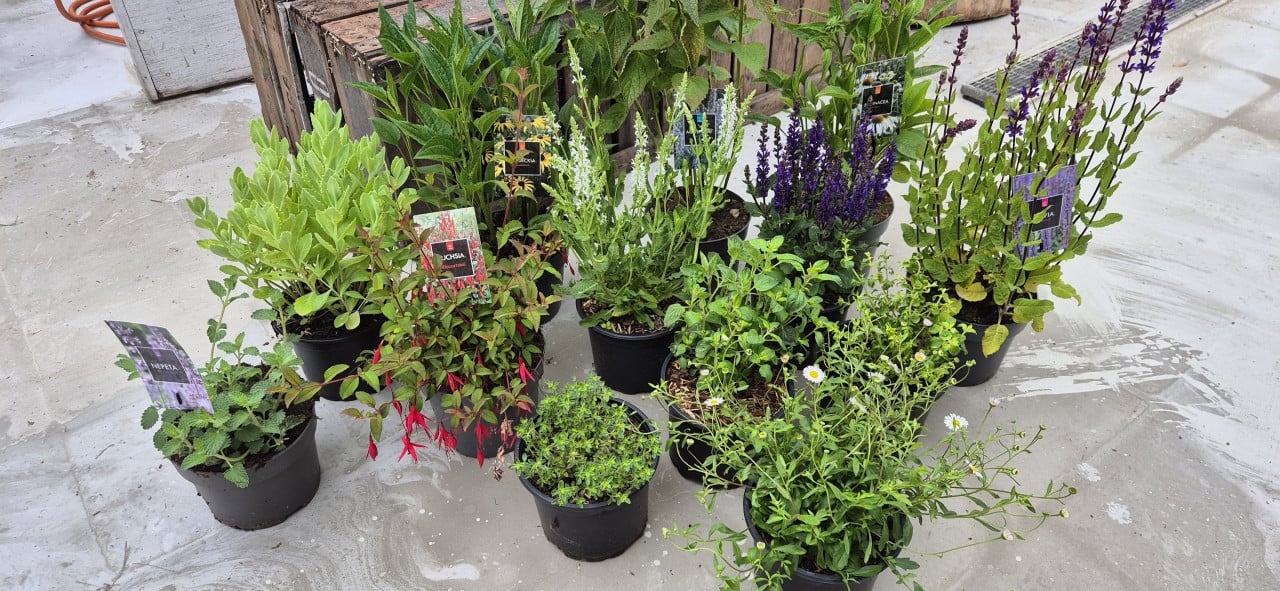 Vaste planten, verantwoord gekweekt.