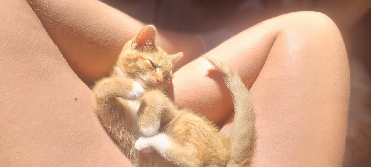 Kitten