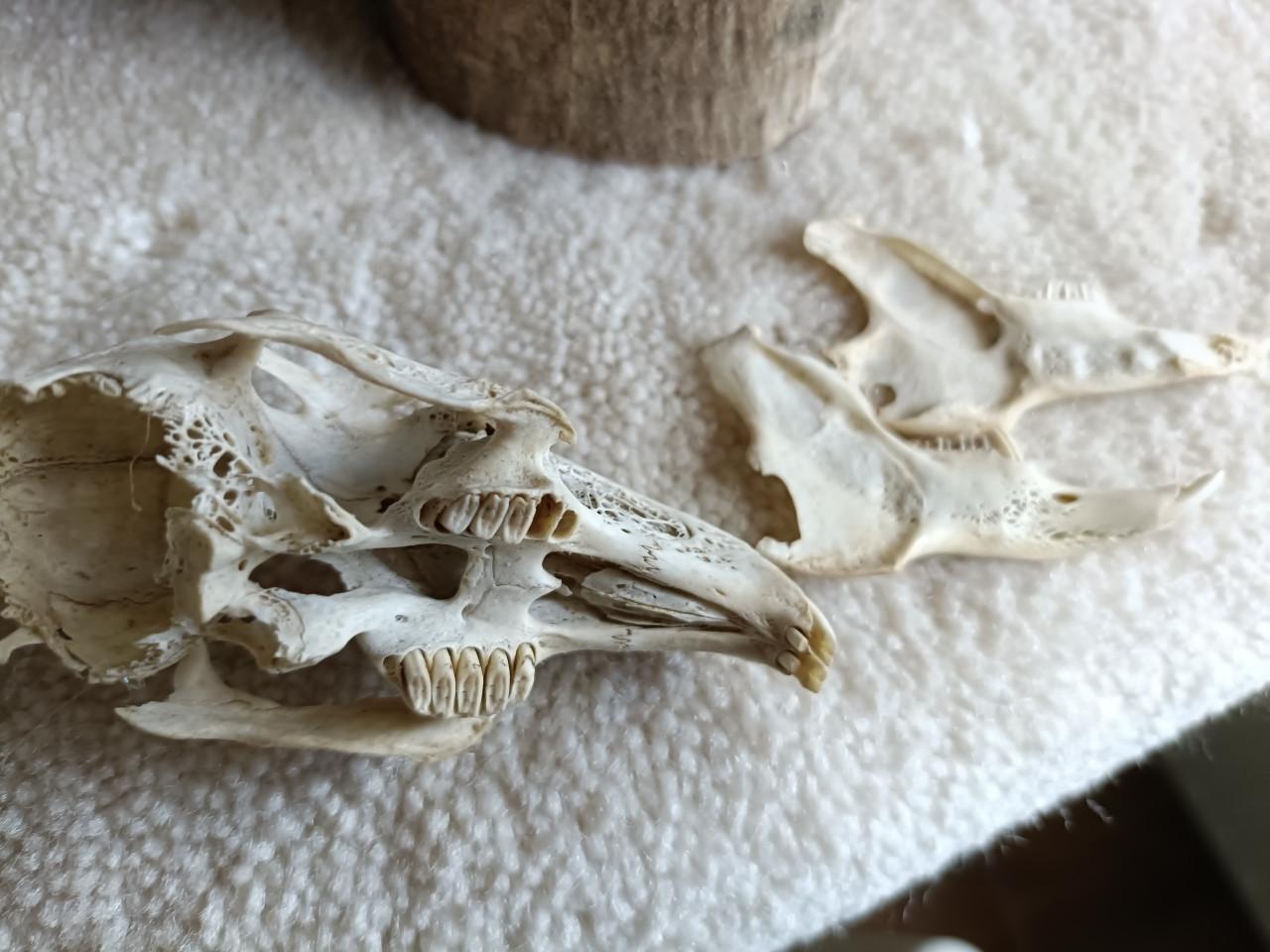 Konijnen schedeltjes 35 jaar oud